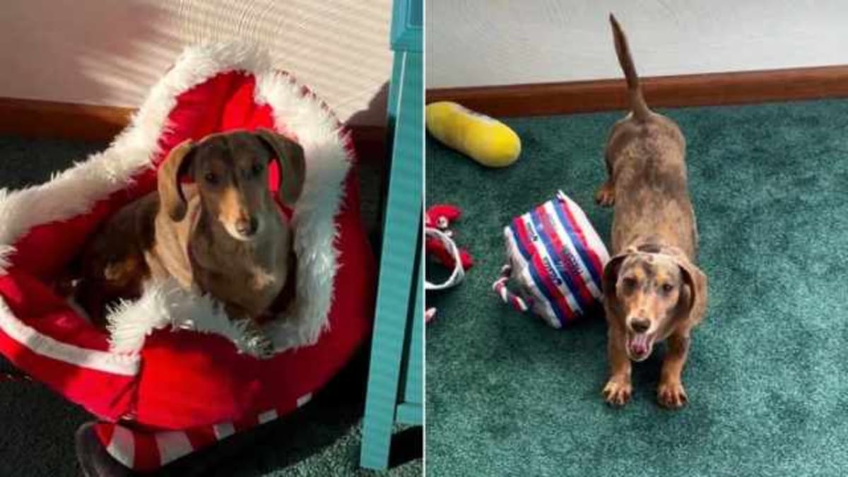 Dachshund Has a Very Specific Priority When the Sun Comes Out