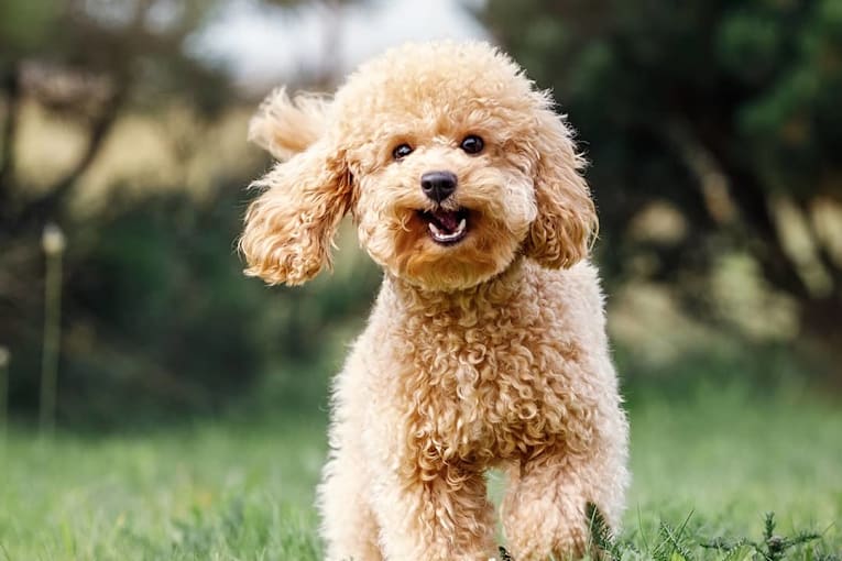 How long will your dog really live? See the 35 longest-living breeds, according to data