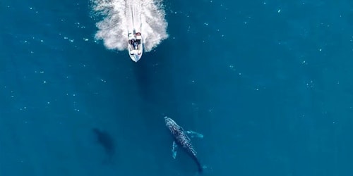 Footage shows reckless boater nearly running over 2 humpback whales