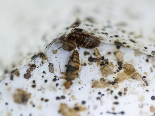 Top 5 states with the highest bed bug risks: Are you staying in one?
