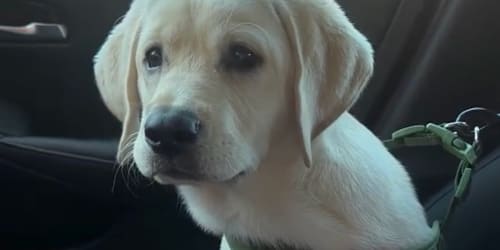 Labrador puppy keeps a close eye on human to make sure he gets his pup cup