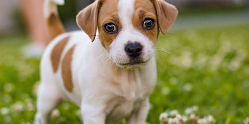 Meet the newest dog breeds recognized by American Kennel Club