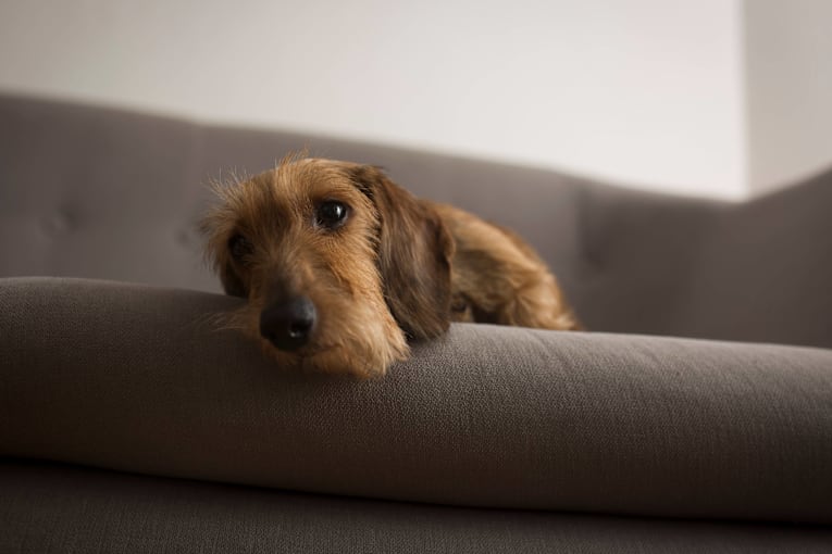 Wire-haired dachshund's 'Disney eyes' have everyone melting
