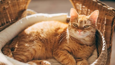 Orange cat brings home a struggling stray kitten and refuses to leave his side