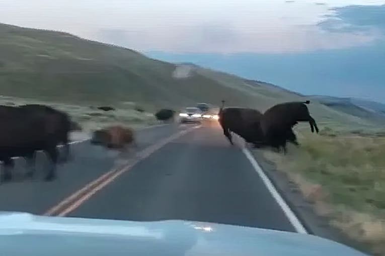 Bison fight on Yellowstone road reveals raw power of iconic beasts