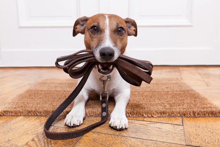 The truth about walking your dog in bad air quality, according to experts