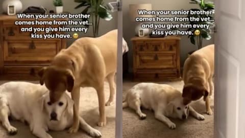 Senior dog&rsquo;s vet visit ends with unexpected kisses from someone special