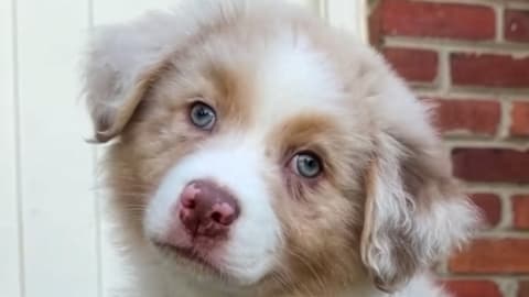 Merle Australian Shepherd Puppy Gets A New Playpen And Proves He Can't Be Tamed