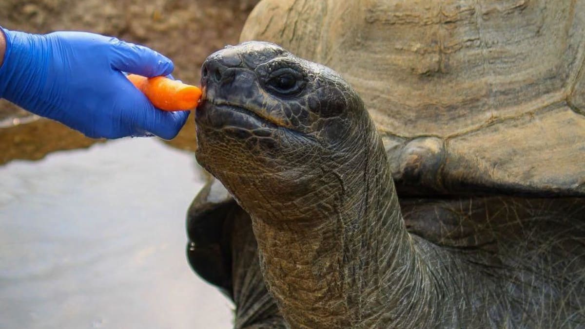Zoo's 'much-loved' tortoise dies