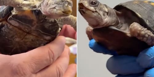 Tortoise kept on kitchen floor and fed only cat food for 49 years saved by vet