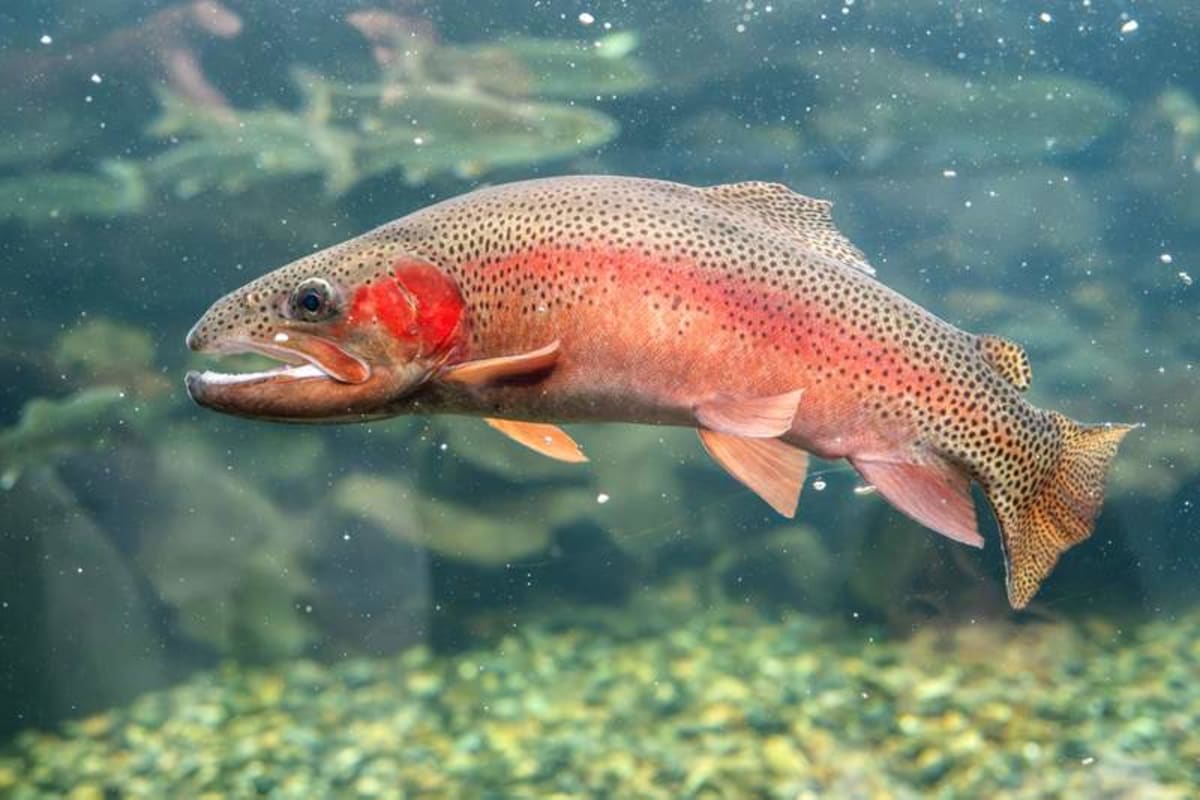 Microplastics Fish Sunlight makes biodegradable plastic particles more harmful to fish - AOL
