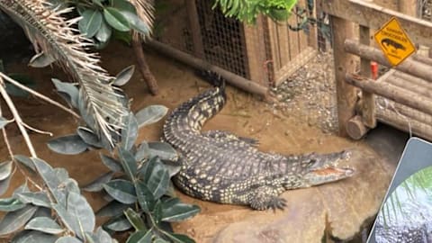 Boy, 3, had 5 surgeries after crocodile attack
