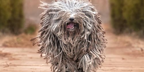 The least popular dog breeds nobody wants anymore