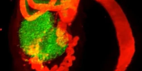 This female body part was deemed useless and erased from textbooks — but scientists got it wrong