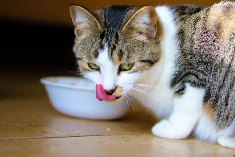 The real reason cats knock things off tables