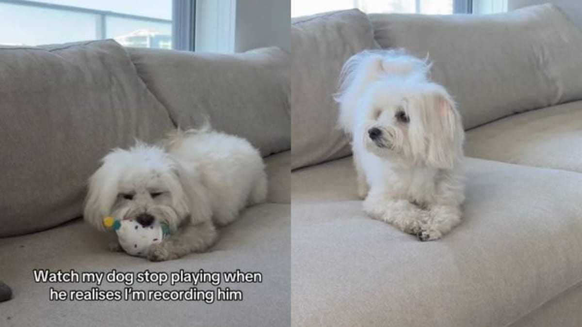 Tiny Dog Realizes the Camera Is Rolling & Immediately Calls It Quits on Playtime