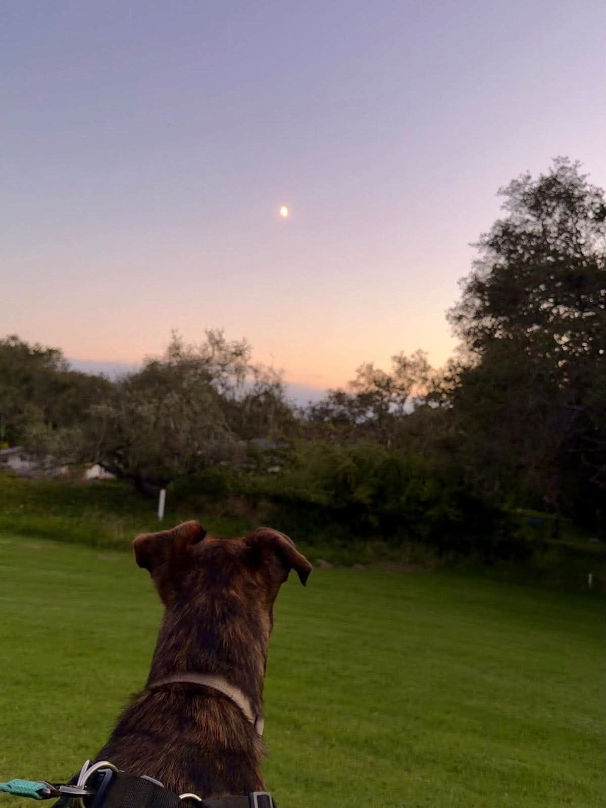 Space Z Rockets Last night's SpaceX rocket launch creates striking views in California ...