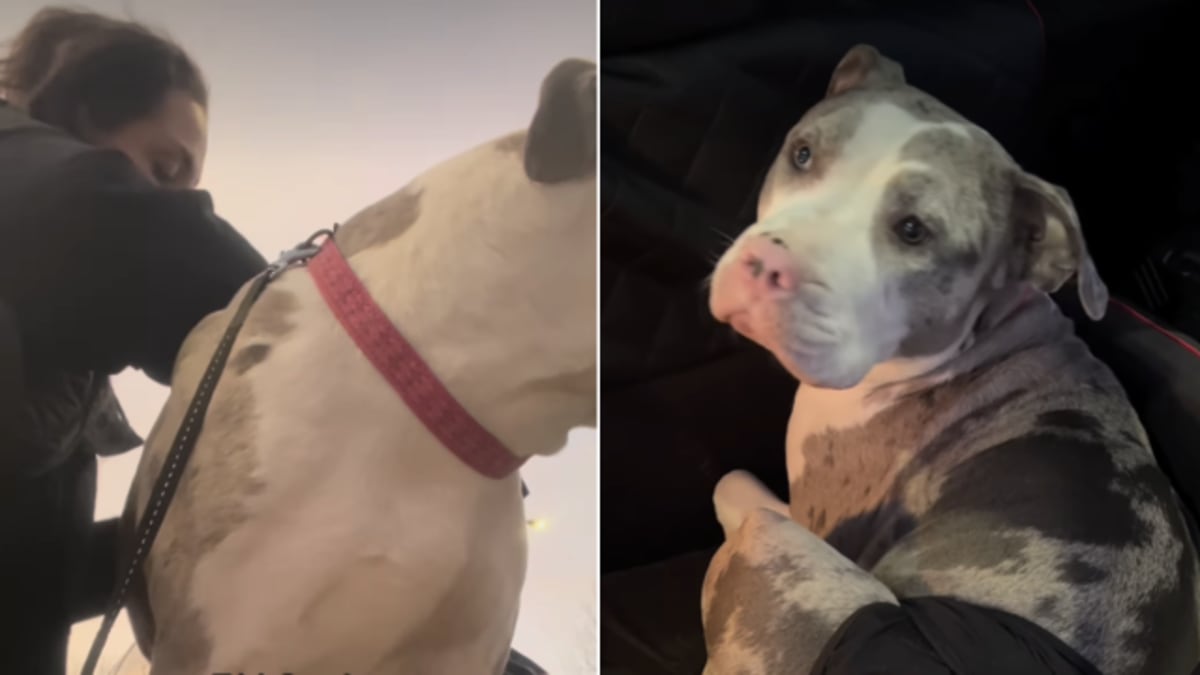 Mama Dog Finally Gets Her Turn to Be Loved — Once Weak & Scared