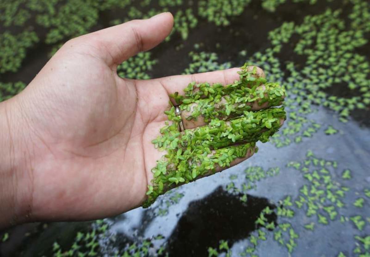 Scientists discover how duckweed squeezes an entire plant into a tiny ...