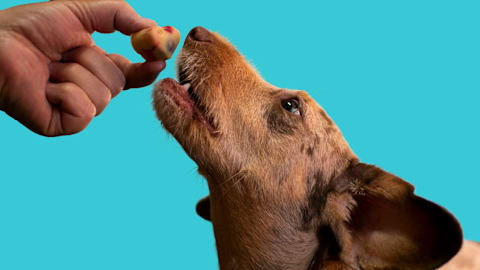 8 subtle ways your dog lets you know they trust you completely