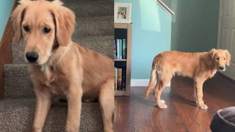 Golden retriever's early morning plan sends his mom into full panic mode