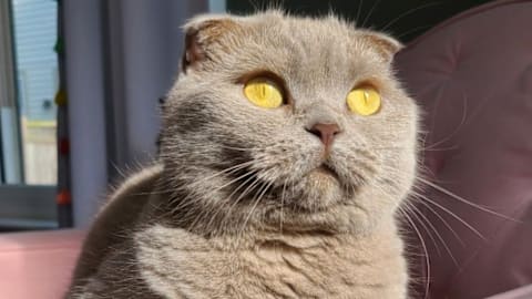 AOL Pet of the Week, Aug. 24: Busy the Scottish Fold