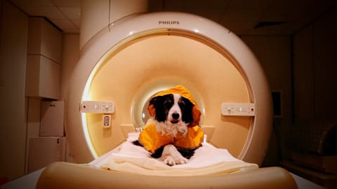 Your dog really can tell when you're happy, new study finds
