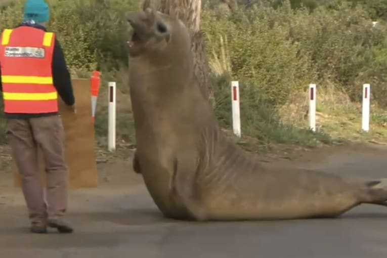 Neil the seal returns to sea, leaving trail of destruction