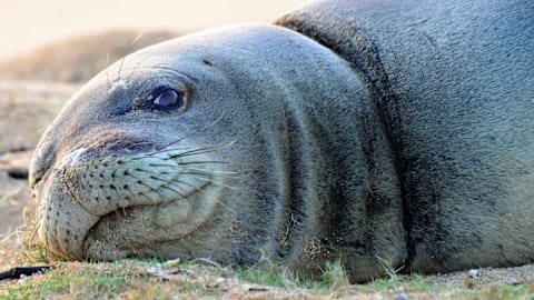 Seals 'galumph' on land, and, yes, that&rsquo;s a real term