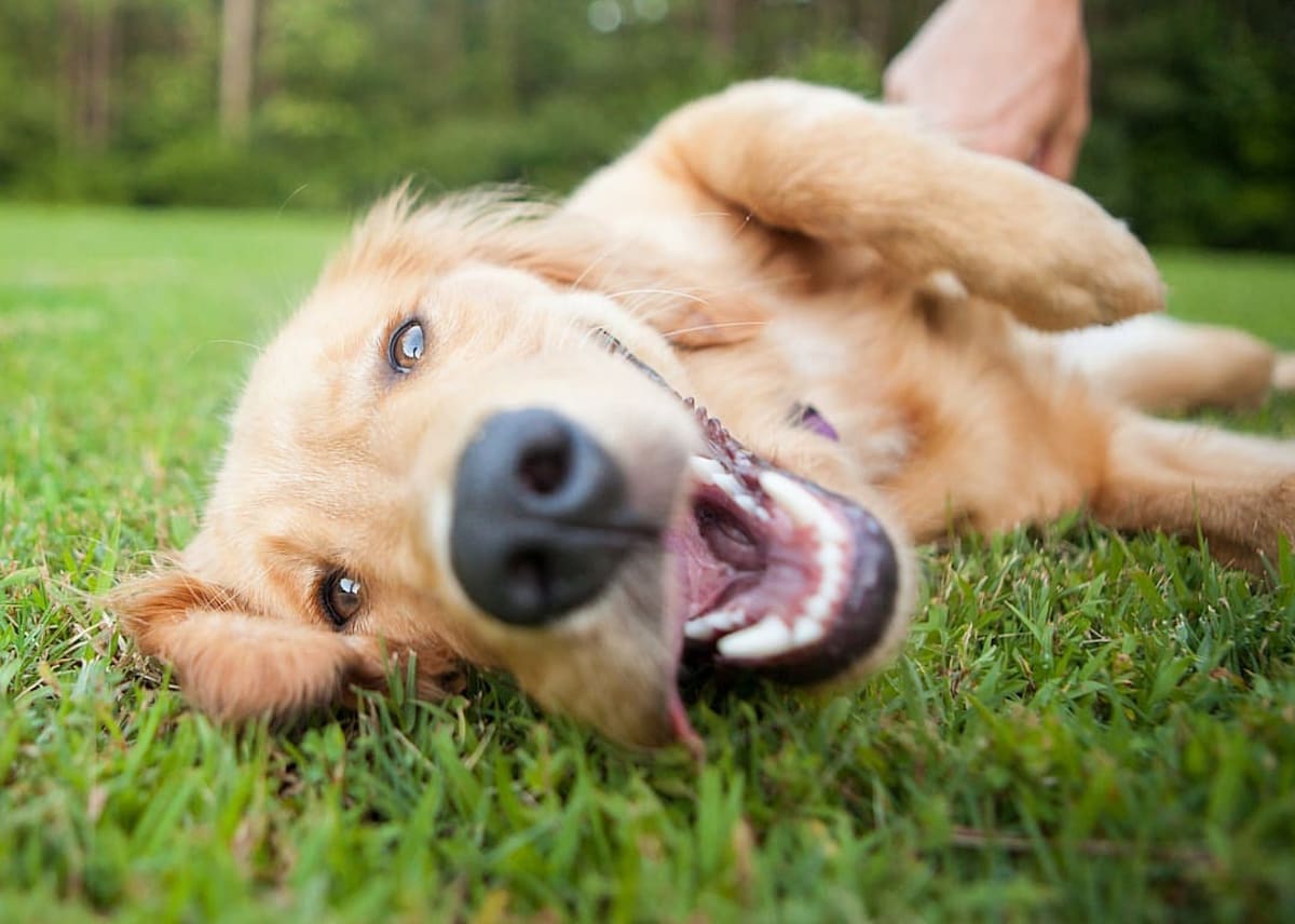 The most popular dog breeds in America, according to data