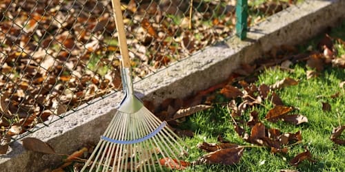 Your neighbor’s tree is dropping leaves into your yard — who has to clean them up?