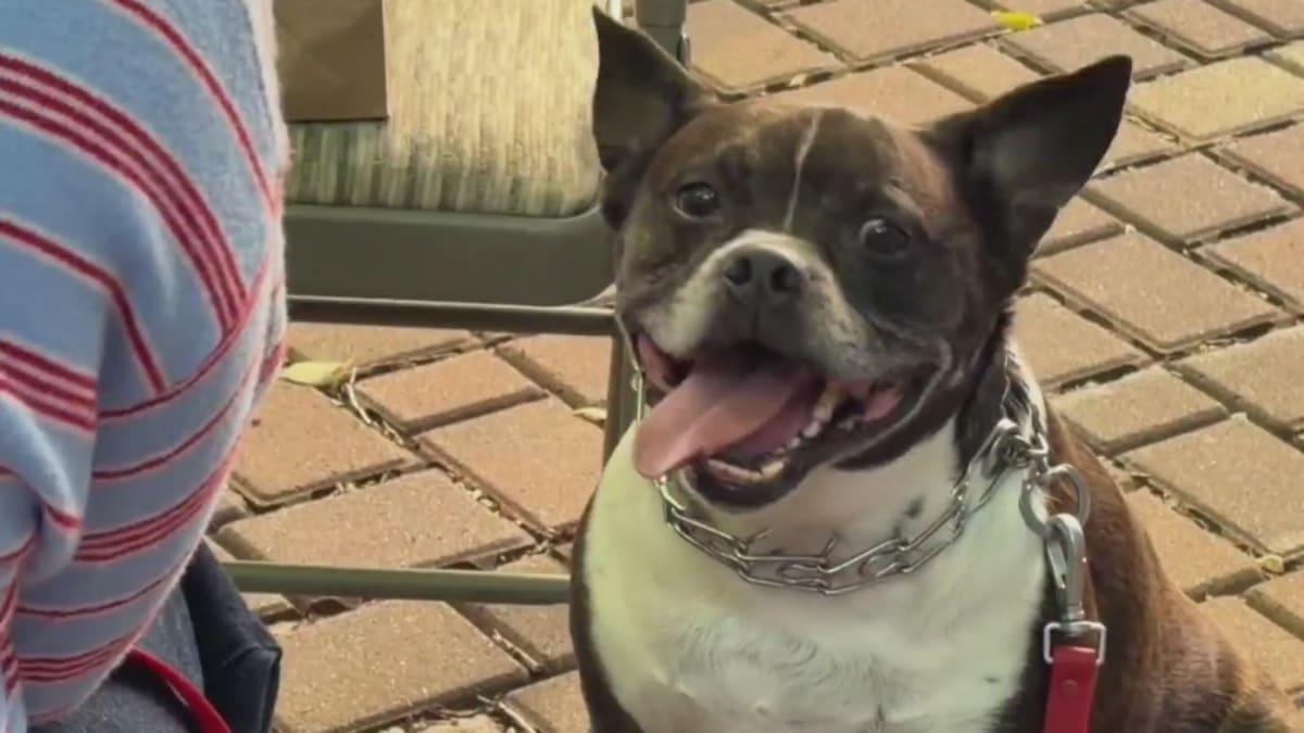 ‘Holy chaos’: Pet owners, animals gather for annual blessing in Chicago’s South Loop