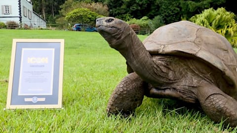 'Absolute legend': Jonathan the tortoise is breaking records at 194 years old