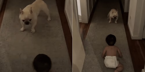 Dog can&rsquo;t believe his own eyes over baby&rsquo;s crawling milestone
