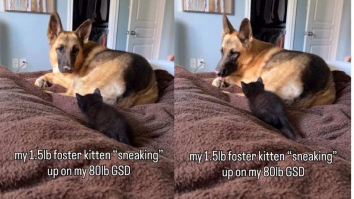 Foster Kitten Creeps Toward a Much Bigger Dog, Like Size Has Nothing to Do With Confidence