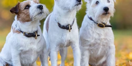 How long will your dog live? See the 35 longest-living breeds, according to data