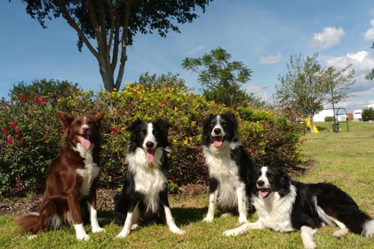 Your dog can spot when you are happy or scared, scientists find