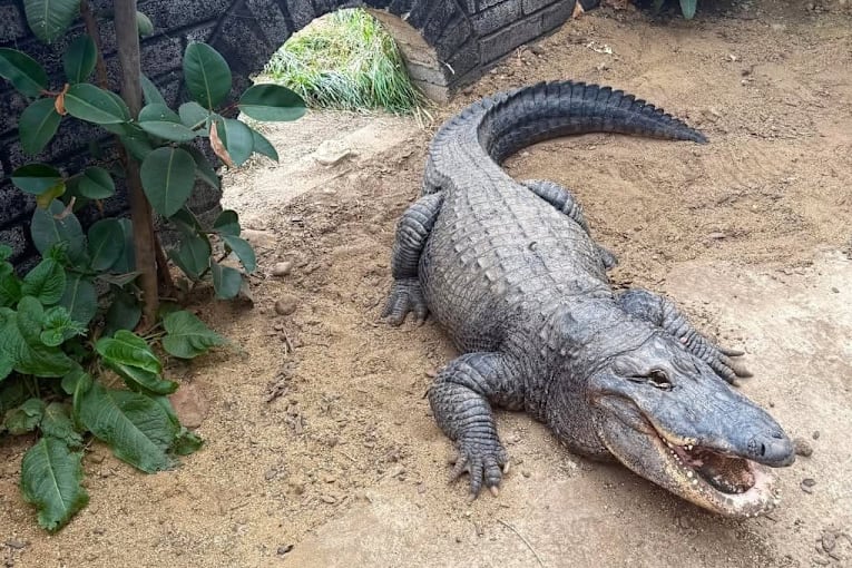 Carers of suspected crocodile pit pusher investigated over neglect concerns