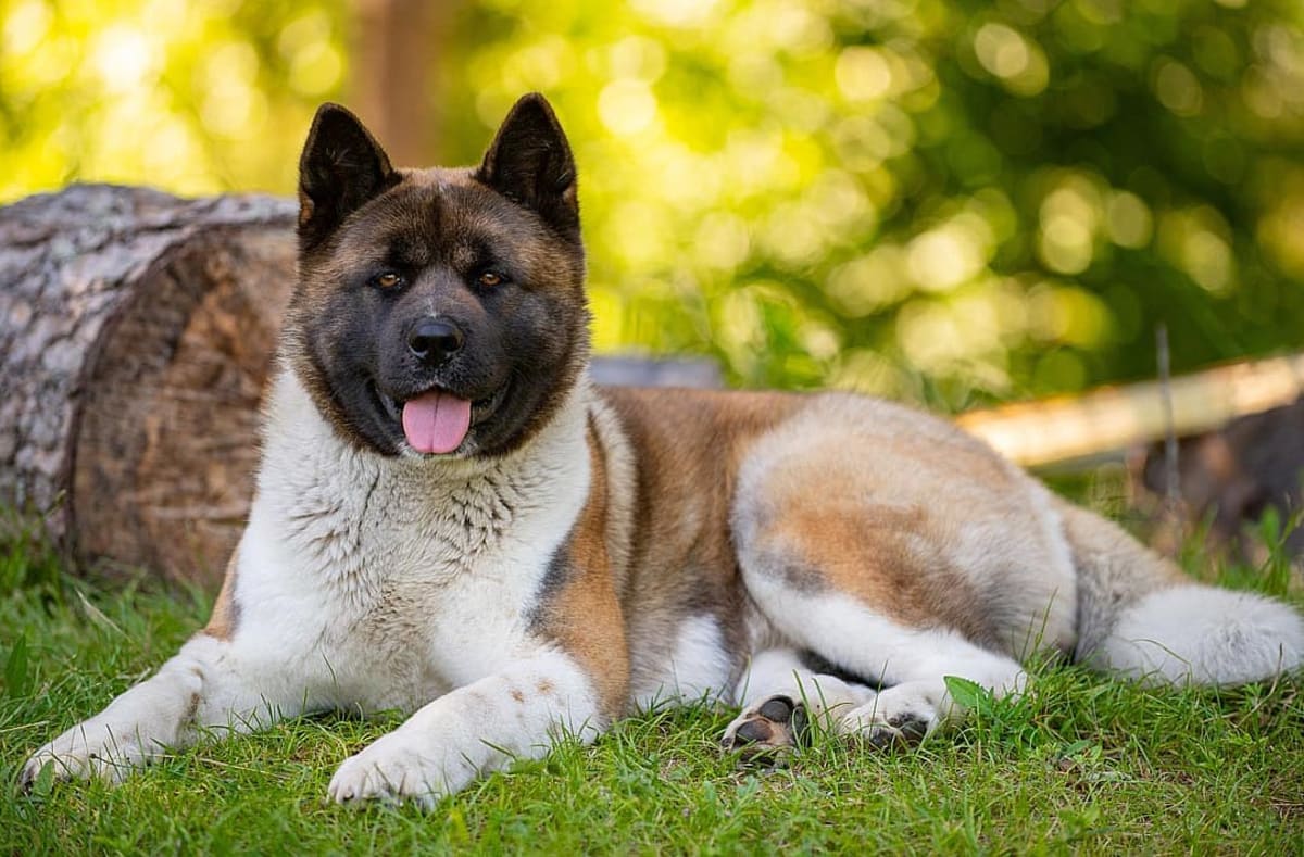 New Photo - The surprising jobs 25 of the most popular dog breeds were bred for