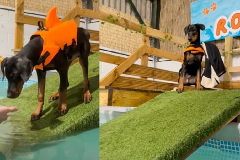 Puppy dips 1 toe in pool and instantly decides it’s not for him