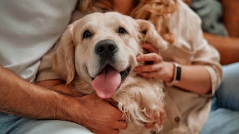 Golden retriever: Why this 160-year-old breed has been winning hearts for generations