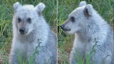 A rare silver bear cub was just spotted on Alaska’s famous national park bear cam
