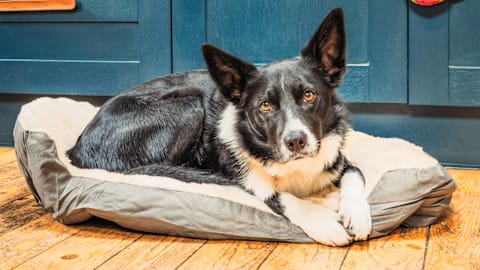 This is the most common late-summer mistake dog owners make