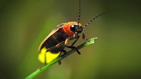 Fireflies are back: Why this summer's glow is brighter and more breathtaking than ever
