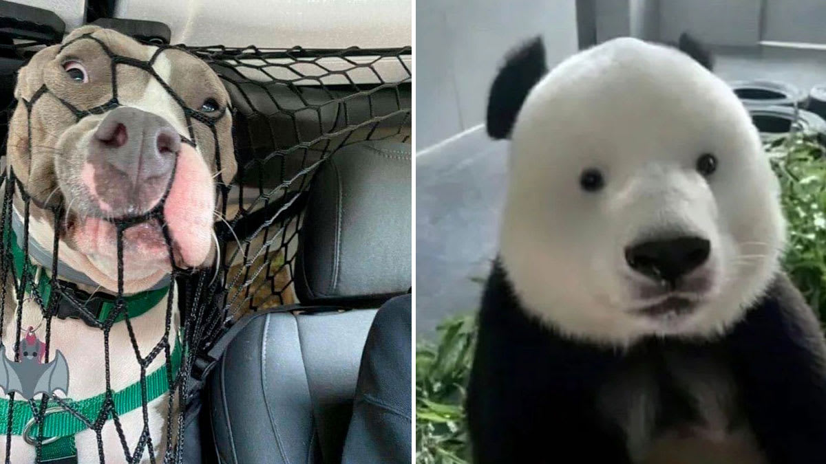 Iconic Goofy Ahh Monkey Pictures: The Funniest Primate Snapshots Ever Captured