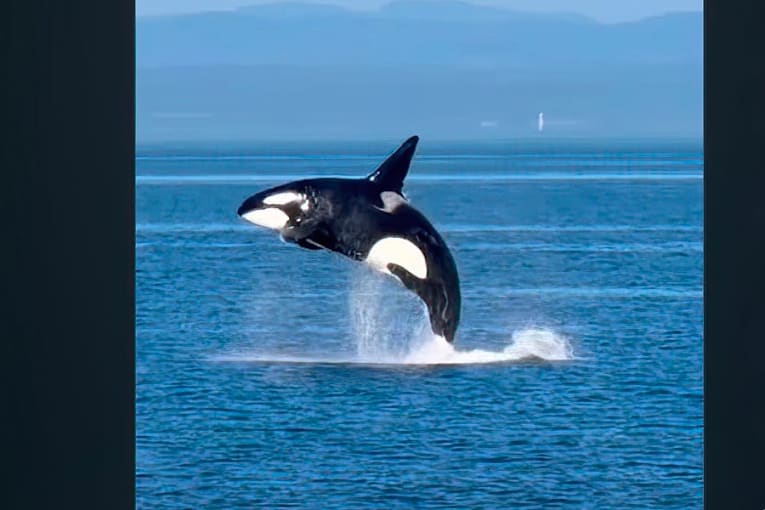 Wild orca named Jack exhibits best 'Free Willy impersonation'