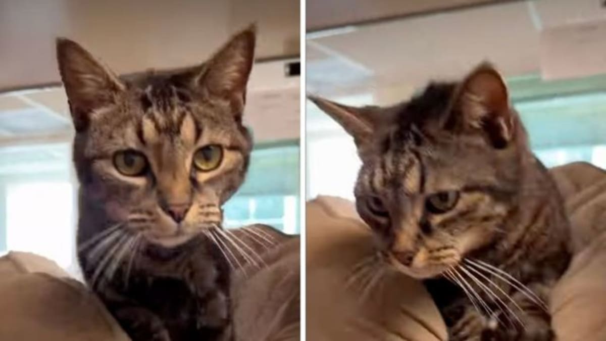 New Photo - Senior Cat Loses Her Home After 15 Years & Her Next Chapter Depends on a Kind Stranger