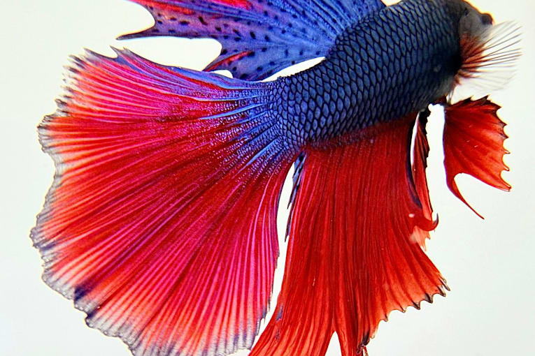 ‘I filled a white ceramic bowl and carefully placed the fish inside’: Rashid Sheriff’s best phone picture