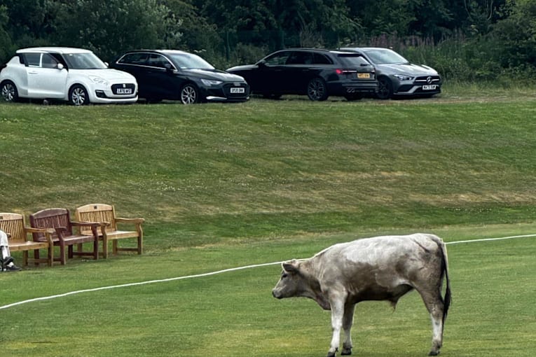 Cricket match abandoned after charging bull stops play