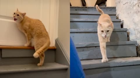 Cat navigating a &lsquo;stormy spring&rsquo; goes through a whole range of emotions
